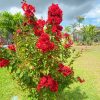 Selyemmirtusz - Lagerstroemia hybrida 'Liget Paprika'