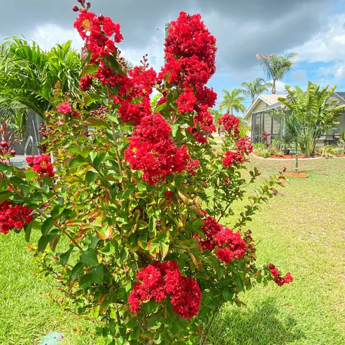 Selyemmirtusz - Lagerstroemia hybrida 'Liget Paprika'