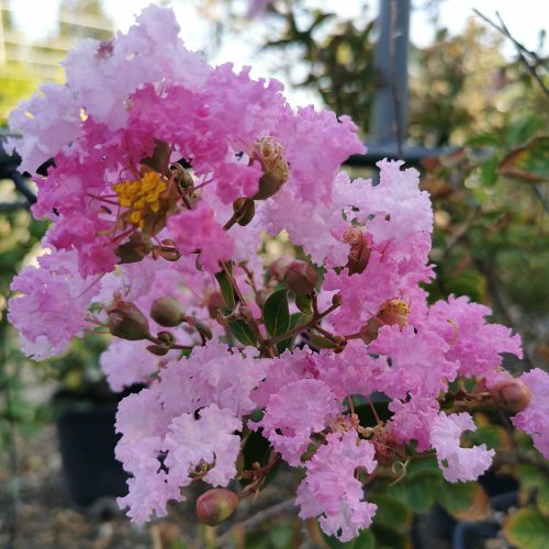 Selyemmirtusz - Lagerstroemia hybrida 'Liget Pink'