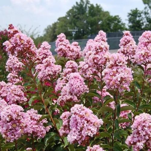 Selyemmirtusz - Lagerstroemia hybrida 'Liget Pink'
