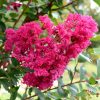 Selyemmirtusz - Lagerstroemia 'Miami'