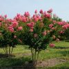 Selyemmirtusz - Lagerstroemia 'Miami'