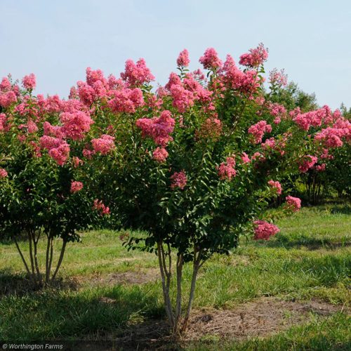Selyemmirtusz - Lagerstroemia 'Miami'