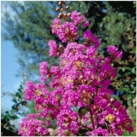 Selyemmirtusz - Lagerstroemia 'Pecharmant'
