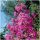 Selyemmirtusz - Lagerstroemia 'Pecharmant'