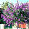 Selyemmirtusz - Lagerstroemia 'Pecharmant'