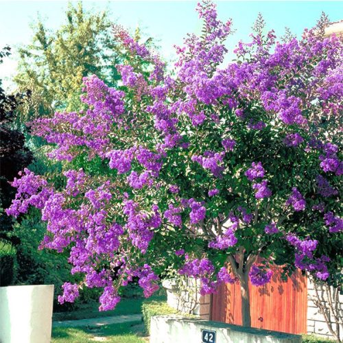 Selyemmirtusz - Lagerstroemia 'Pecharmant'