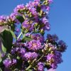 Selyemmirtusz - Lagerstroemia hybrida 