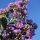 Selyemmirtusz - Lagerstroemia hybrida 