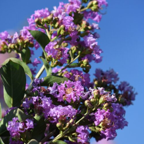 Selyemmirtusz - Lagerstroemia hybrida 