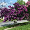 Selyemmirtusz - Lagerstroemia hybrida 