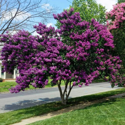 Selyemmirtusz - Lagerstroemia hybrida 