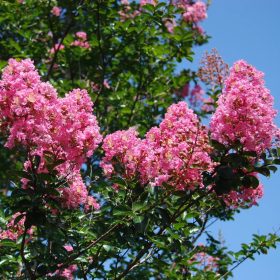 Selyemmirtusz - Lagerstroemia indica 'Sioux'