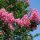 Selyemmirtusz - Lagerstroemia indica 'Sioux'
