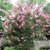 Selyemmirtusz - Lagerstroemia indica 'Sioux'