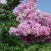 Selyemmirtusz - Lagerstroemia indica 'Yuma' 