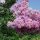 Selyemmirtusz - Lagerstroemia indica 'Yuma' 