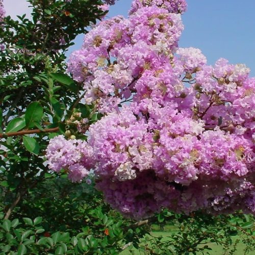 Selyemmirtusz - Lagerstroemia indica 'Yuma' 