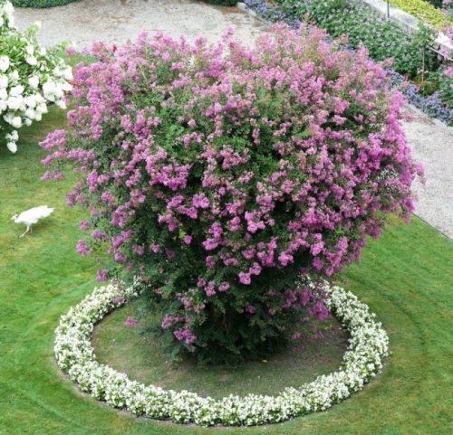 Selyemmirtusz - Lagerstroemia indica 'Yuma' 