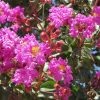 Selyemmirtusz - Lagerstroemia indica  'Zuni'