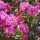 Selyemmirtusz - Lagerstroemia indica  'Zuni'