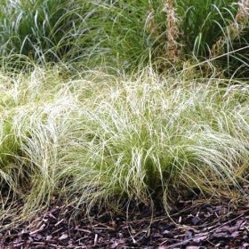 Sás - Carex comans ‘Frosted Curls’