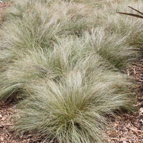 Sás - Carex comans ‘Frosted Curls’