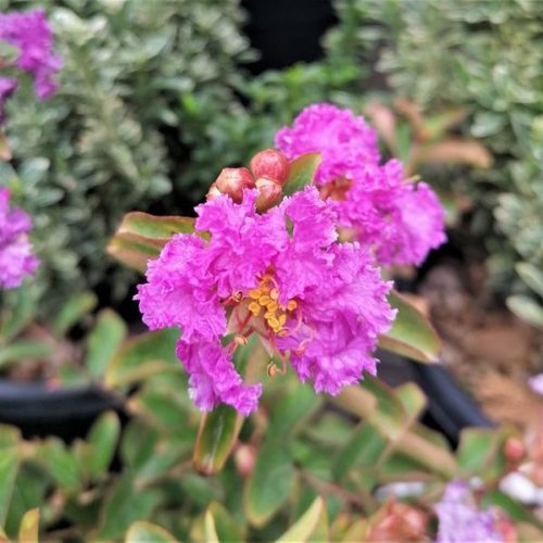 Selyemmirtusz - Lagerstroemia indica 'Wichita'