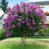 Selyemmirtusz - Lagerstroemia indica 'Wichita'