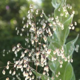 Rezgőfű - Briza media 