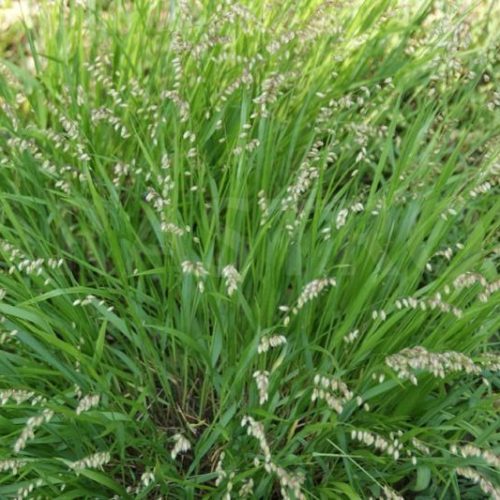 Rezgőfű - Briza media 