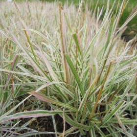 Rezgőfű - Briza media 'Zitterzebra'