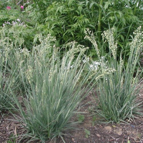 Rezgőfű - Briza media 'Zitterzebra'