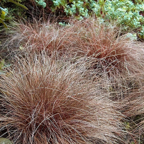 Bronz ostoros sás - Carex comans ‘Bronze Form’ 