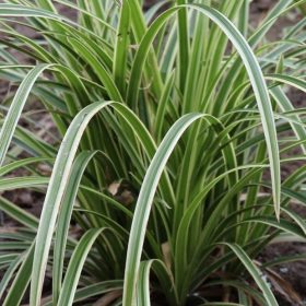 Tarka sás - Carex morrowii Ice Dance