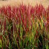 Alangfű - Imperata cylindrica 'Red Baron'