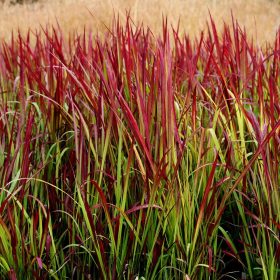 Alangfű - Imperata cylindrica 'Red Baron'