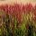 Alangfű - Imperata cylindrica 'Red Baron'