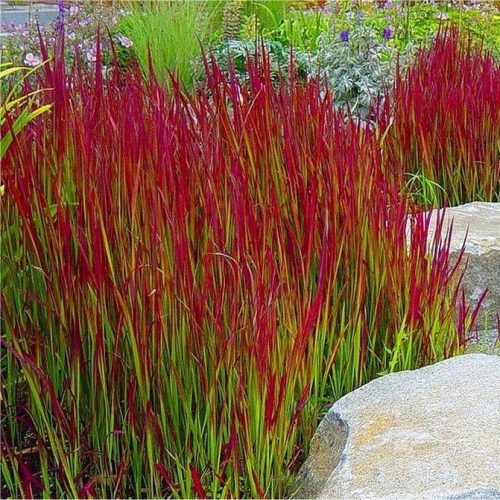 Alangfű - Imperata cylindrica 'Red Baron'