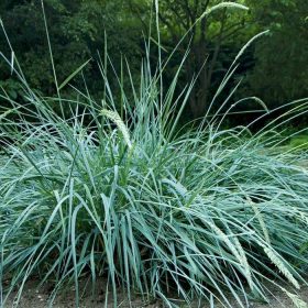 Homoki hajperje - Leymus arenarius