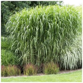 Elefántfű -  Miscanthus 'Elephantipes'