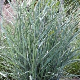 Vesszős köles – Panicum virgatum 'Prairie Sky'