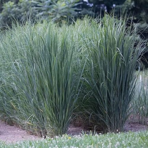 Vesszős köles – Panicum virgatum 'Prairie Sky'