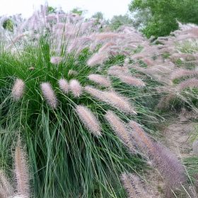 Tollborzfű - Pennisetum alopecuroides ‘Hameln'