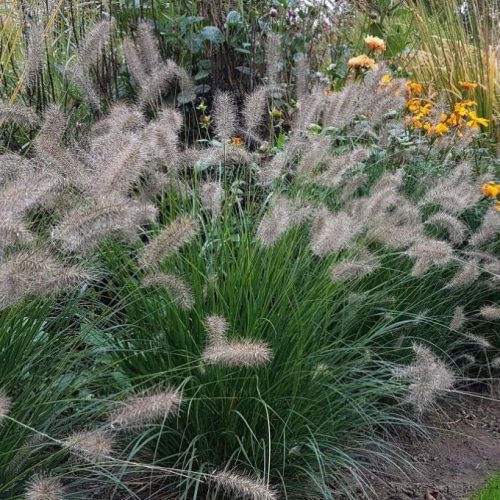 Tollborzfű - Pennisetum alopecuroides ‘Hameln'