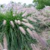 Tollborzfű - Pennisetum alopecuroides ‘Hameln'