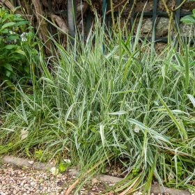 Pántlikafű - Phalaris arundinacea 'Picta'