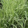 Pántlikafű - Phalaris arundinacea 'Picta'