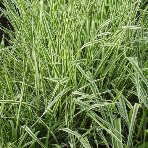 Pántlikafű - Phalaris arundinacea 'Picta'