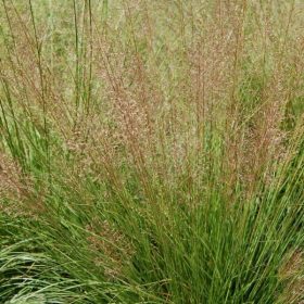 Özönfű – Sporobolus heterolepis 'Cloud'